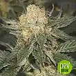 Bubble Gum Fast plant - 00 Seeds