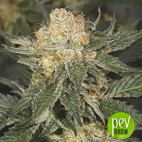 Bubble Gum Fast plante - 00 Seeds