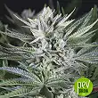 Gorilla Fast - 00 Seeds Gorilla Fast - 00 Seeds