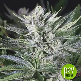 Gorilla Fast - 00 Seeds