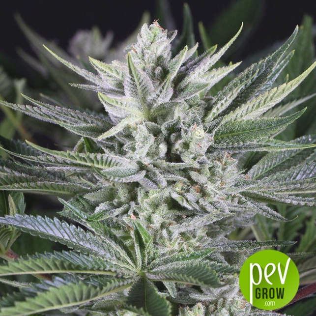 Gorilla Fast - 00 Seeds