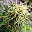 AK-49 - Vision Seeds