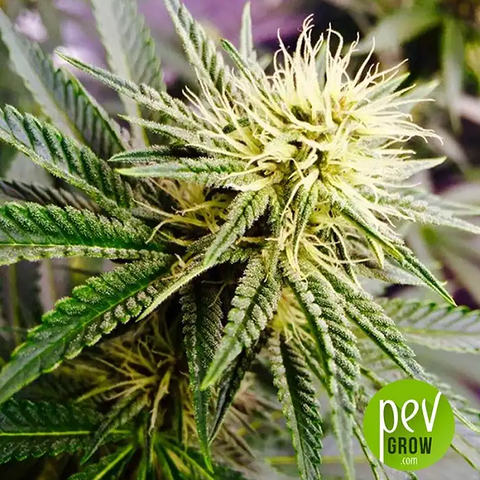 AK-49 - Vision Seeds