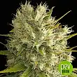 Amnesia - Vision Seeds