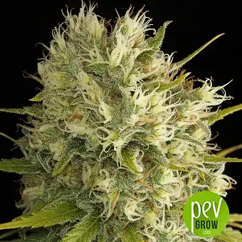 Amnesia - Vision Seeds