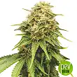 Critical Impact - Vision Seeds