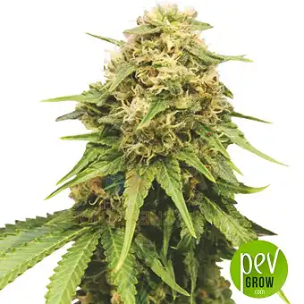 Critical Impact - Vision Seeds