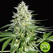 OG Kush Express - Xtreme Seeds