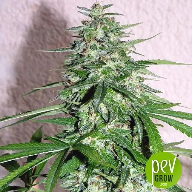 South Mountain Golden - Xtreme Seeds