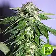 Xtreme Kush - Xtreme Seeds Xtreme Kush - Xtreme Seeds