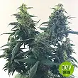 Blueberry Bliss Auto - Vision Seeds