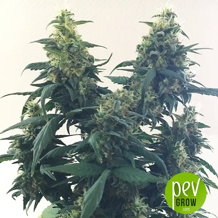 Blueberry Bliss Auto - Vision Seeds