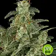 Delhi Cheese Auto - Vision Seeds