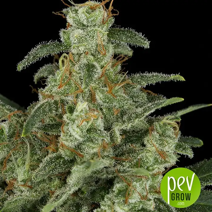 Delhi Cheese Auto - Vision Seeds