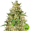 Nepalese Jam Regular - Ace Seeds