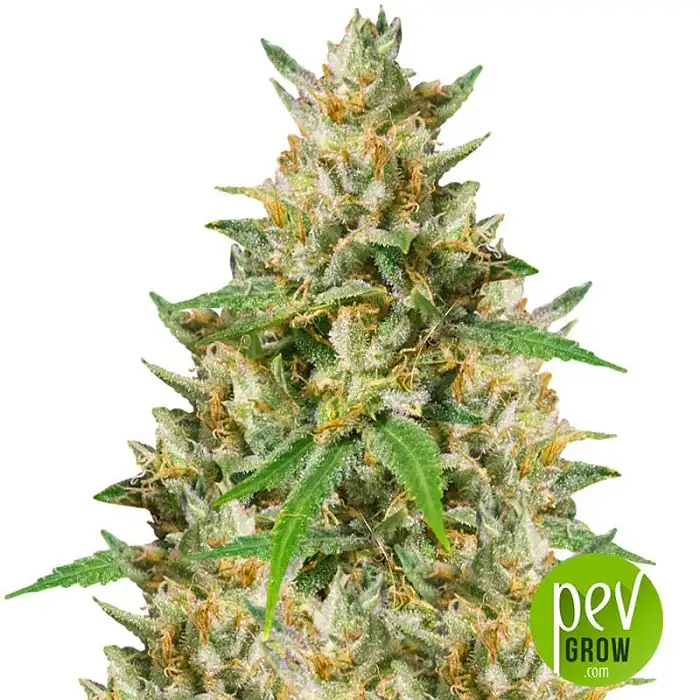 Nepalese Jam Regular - Ace Seeds