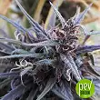 Oldtimer's Haze - Ace Seeds