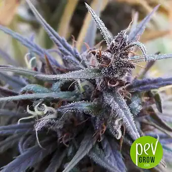 Oldtimer's Haze - Ace Seeds