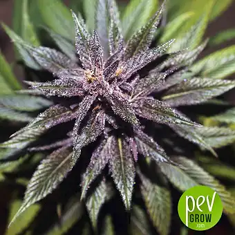 Pakistan Chitral Kush Regular - Ace Seeds