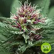 Purple Haze x Malawi - Ace Seeds