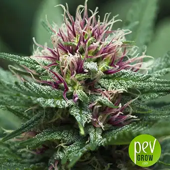 Purple Haze x Malawi - Ace Seeds