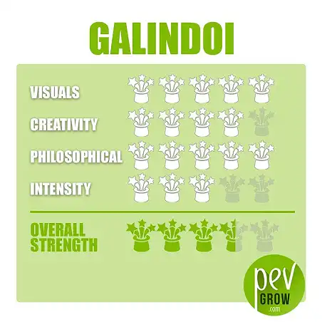 Magic Truffles Galindoi effect