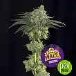Lebron Haze - BSF Seeds Lebron Haze - BSF Seeds