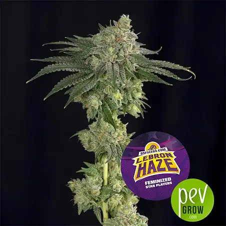 Lebron Haze - BSF Seeds
