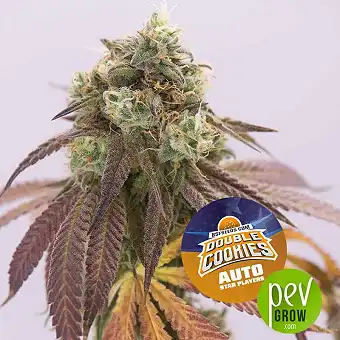 Double Cookies Auto - BSF Seeds