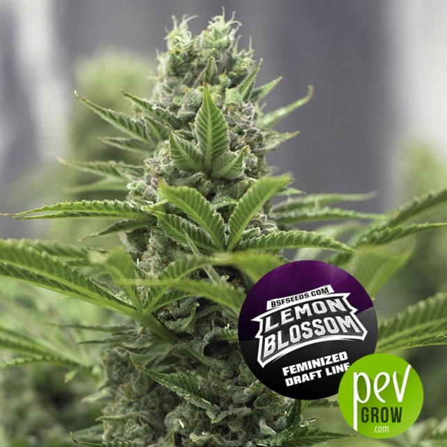 Lemon Blossom - BSF Seeds