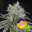 Double Cookies - BSF Seeds