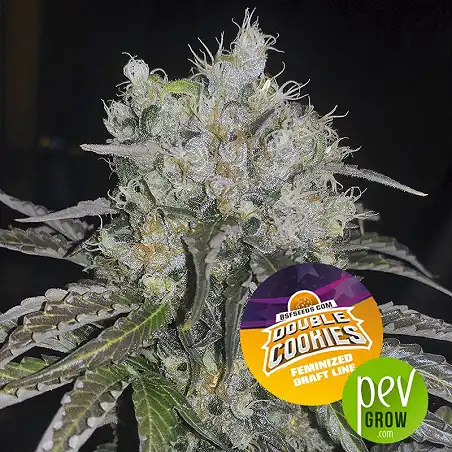 Double Cookies - BSF Seeds