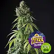 Lebron Haze XXL Auto - BSF Seeds Lebron Haze XXL Auto - BSF Seeds