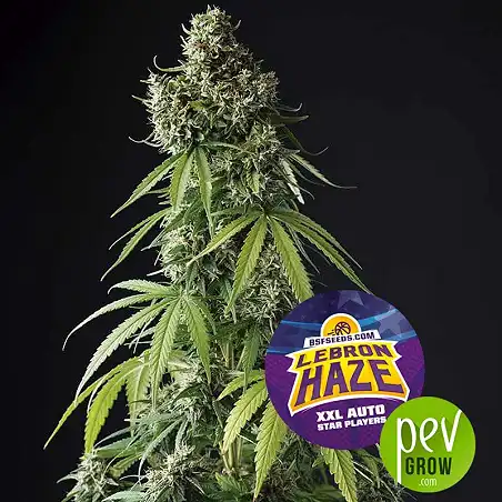 Lebron Haze XXL Auto - BSF Seeds