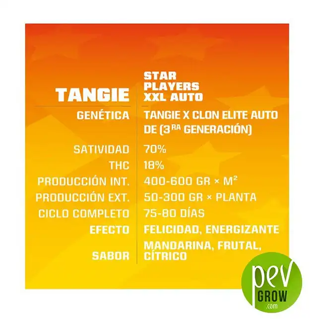 Tangie XXL Auto characteristics - BSF Seeds