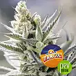 Tangie XXL Auto - BSF Seeds