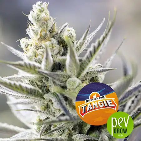 Tangie XXL Auto - BSF Seeds