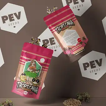 Tropicana Cookies Auto - - PEV Seeds