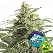Moby-D XXL Auto - BSF Seeds