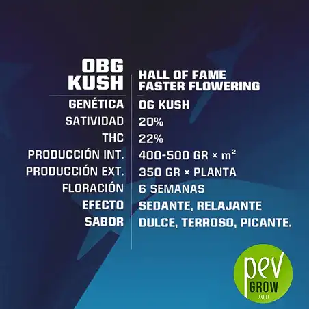 OBG Kush características - BSF Seeds