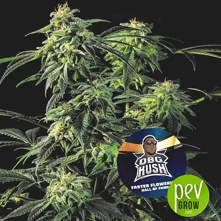 OBG Kush - BSF Seeds