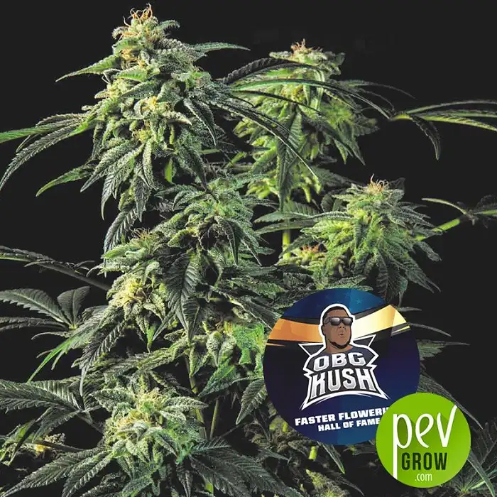 OBG Kush - BSF Seeds