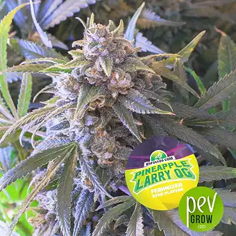 Pineapple Larry OG - BSF Seeds