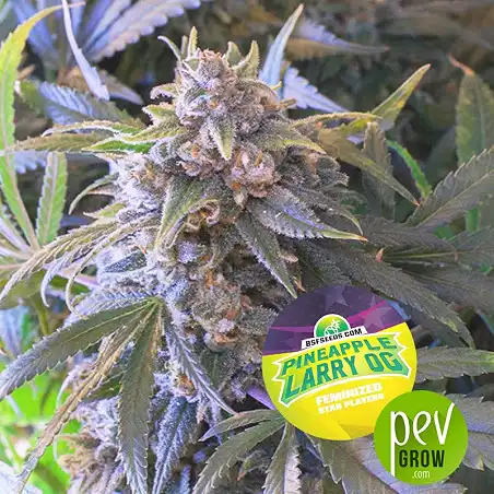 Pineapple Larry OG - BSF Seeds