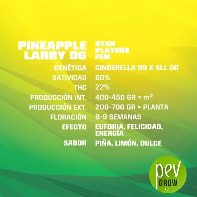 Pineapple Larry OG características - BSF Seeds