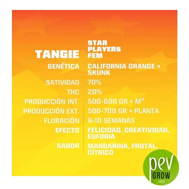 Tangie characteristics - BSF Seeds