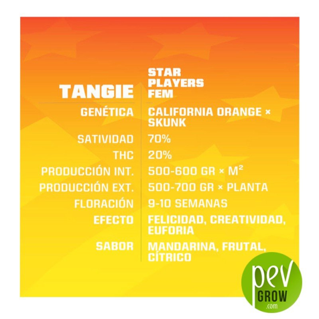 Tangie - BSF Seeds