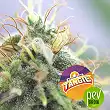 Tangie - BSF Seeds