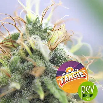 Tangie - BSF Seeds
