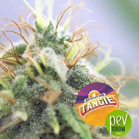 Tangie - BSF Seeds